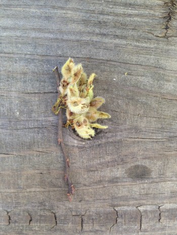 seeds from the tree with too many seeds